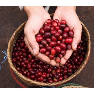 Cà Phê Rubusta túi bột 500g