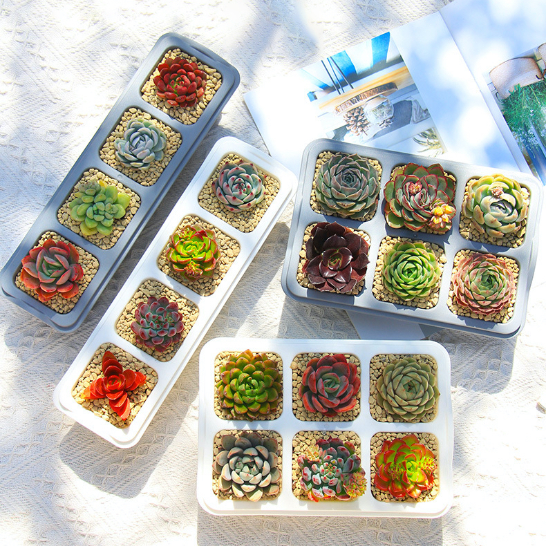 Chậu trồng sen đá MONROVIA, kèm đĩa lót, trồng cây mini, bonsai, xương rồng, decor bàn làm việc