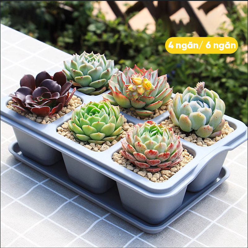 Chậu trồng sen đá MONROVIA, kèm đĩa lót, trồng cây mini, bonsai, xương rồng, decor bàn làm việc