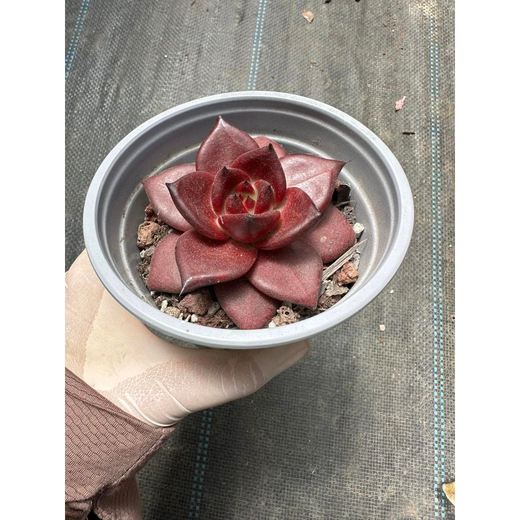 Sen đá đế đỏ