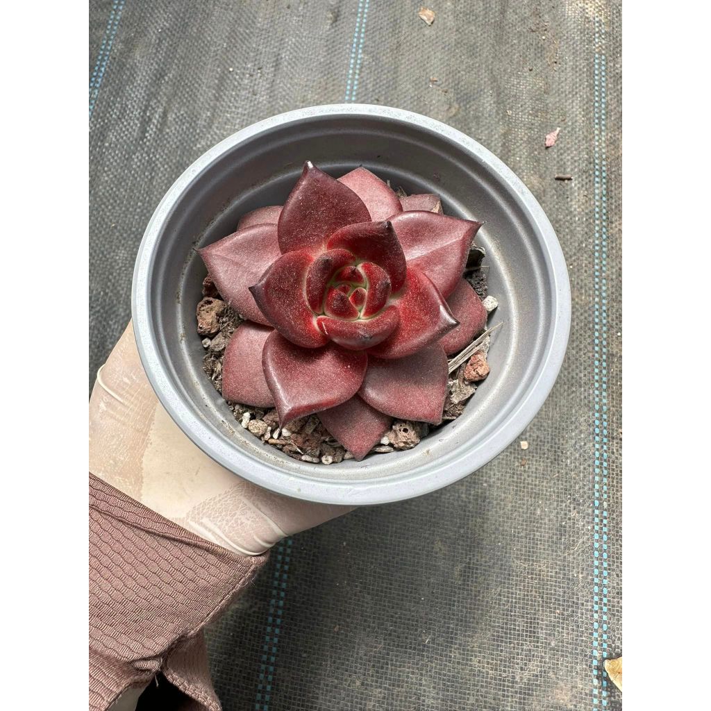 Sen đá đế đỏ