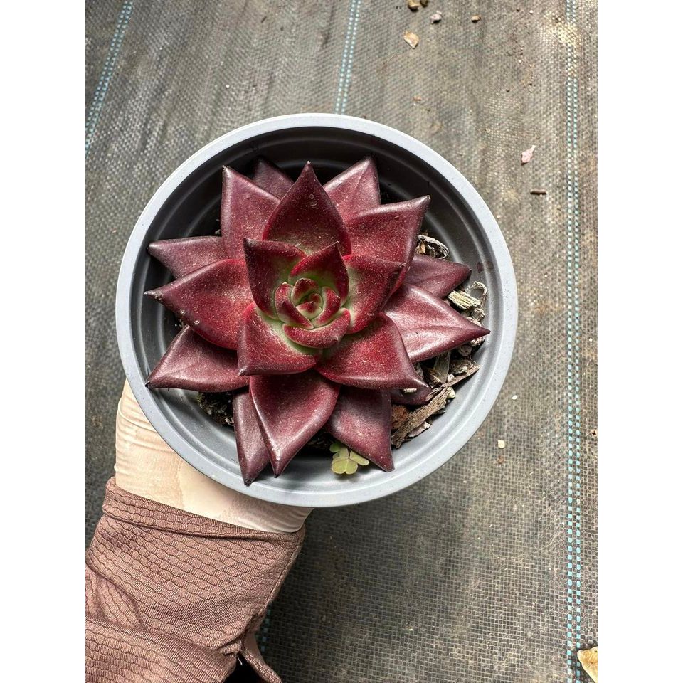 Sen đá đế đỏ