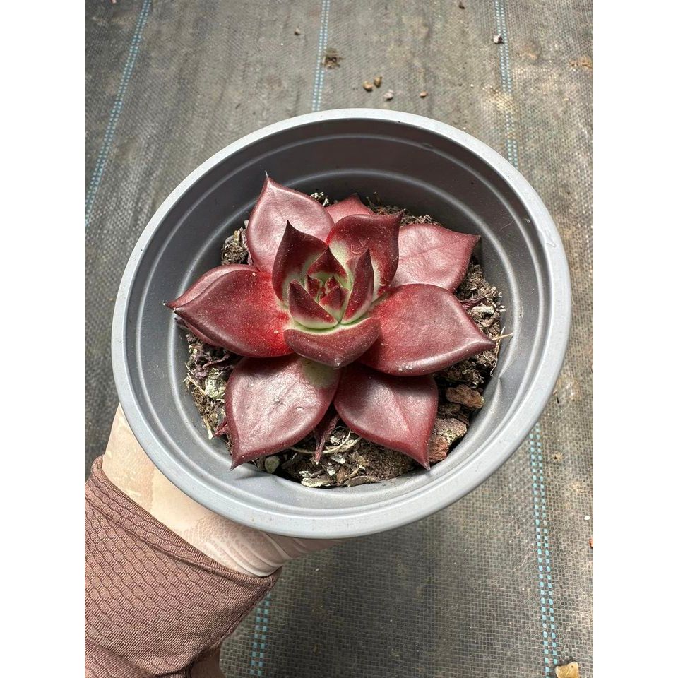 Sen đá đế đỏ