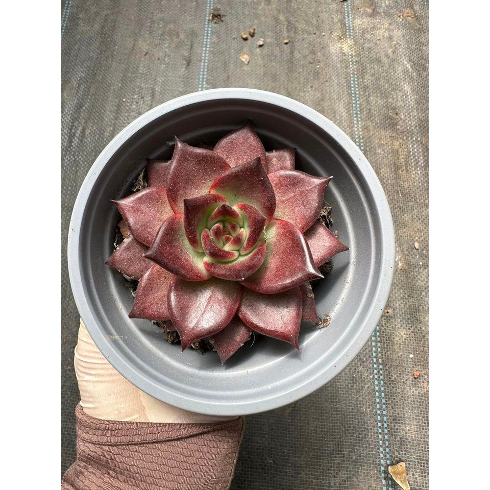 Sen đá đế đỏ