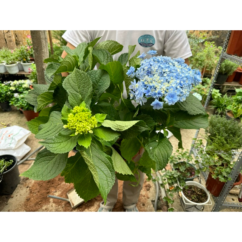 Cẩm tú cầu kép Passion Youme hydrangea