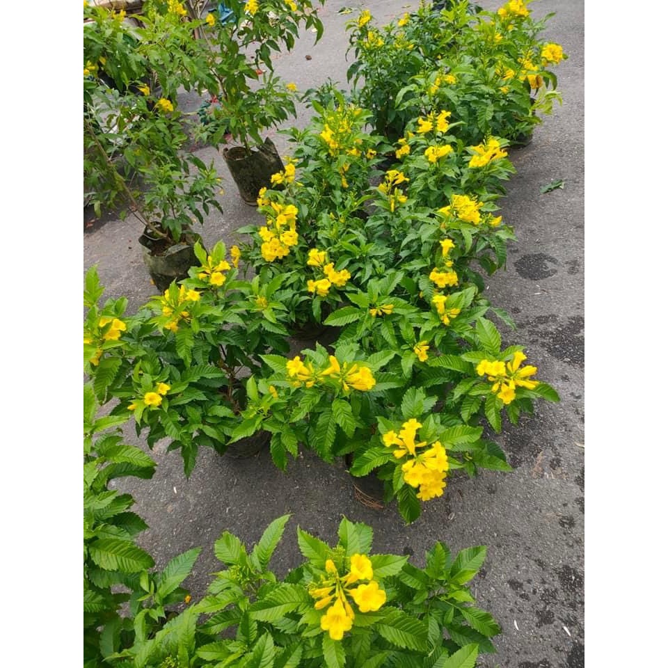 Cây huỳnh liên chuông vàng  trưởng thành đang hoa.