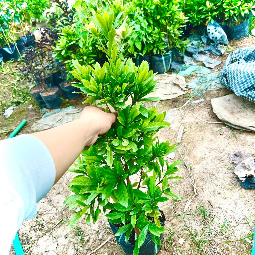 Cây thần kì size trung đang hoa cao 50cm