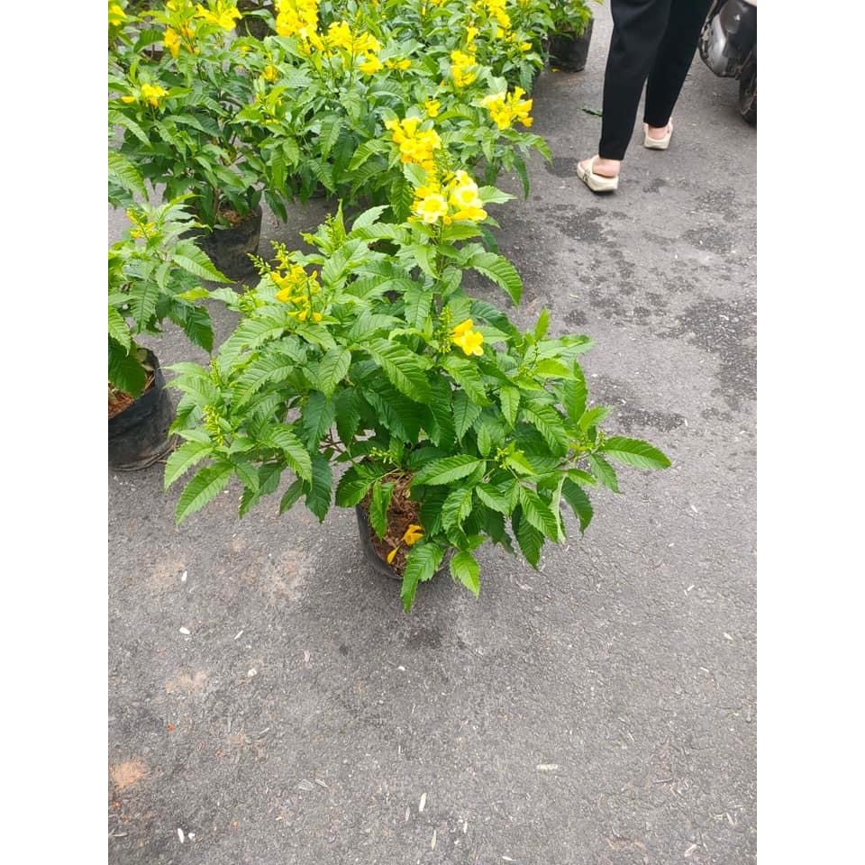 Cây huỳnh liên chuông vàng  trưởng thành đang hoa.