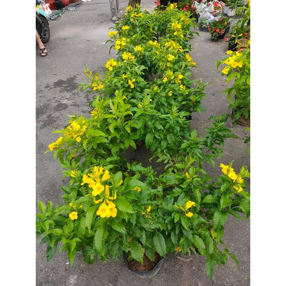 Cây huỳnh liên chuông vàng  trưởng thành đang hoa.