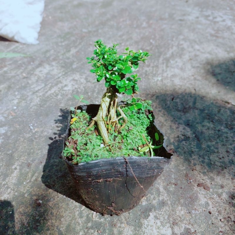 Cây Sam Hương Bonsai Mini