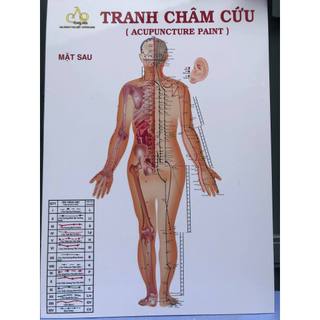 Tranh châm cứu ( đông y ) kt:40x60x3 tranh