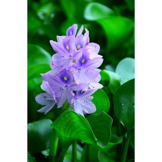 2 cây giống lục bình ,bèo tây