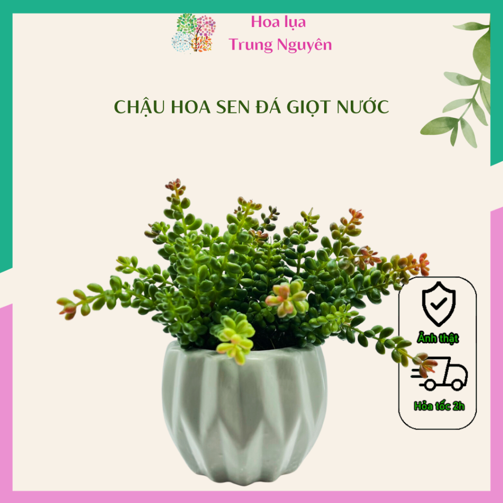 Chậu hoa sen đá giọt nước giả để bàn trang trí