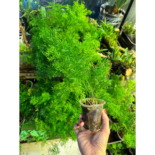cây thiên môn tùng set hồ bán cạn, non bộ, terrarium