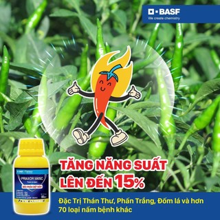 Thuốc trừ bệnh priaxor 500sc – đặc trị thán thư