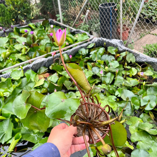 Cây súng thái đang hoa (Ảnh thật số 2)