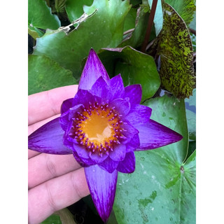 Cây súng thái đang hoa (Ảnh thật số 2)