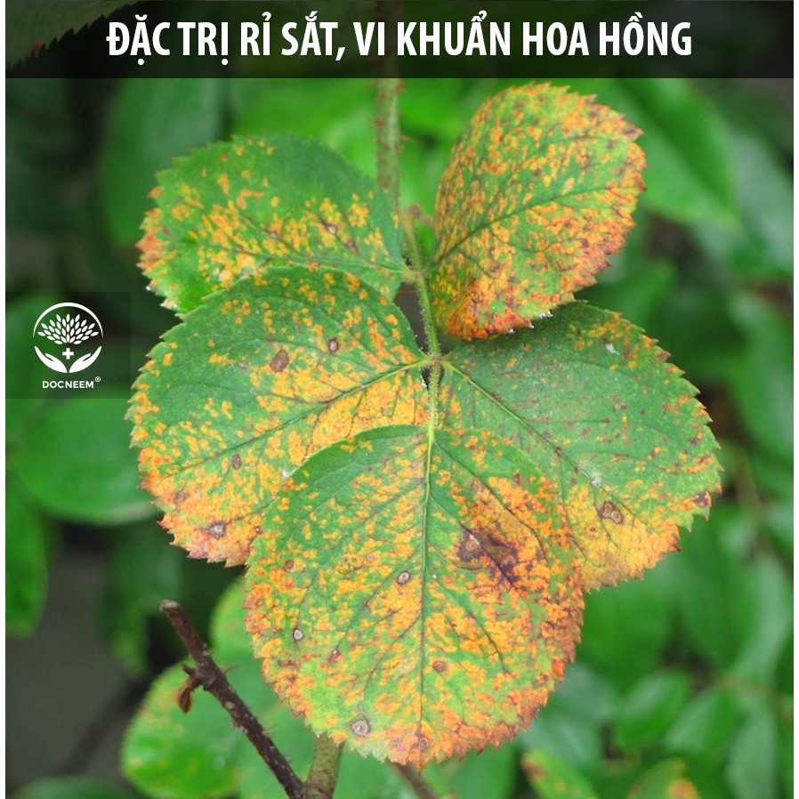 Nano bạc DOCNEEM phòng và trị vi khuẩn, nấm bệnh cho cây hoa lan, hoa hồng, cây cảnh, rau, thủy sản, chính hãng 100ml