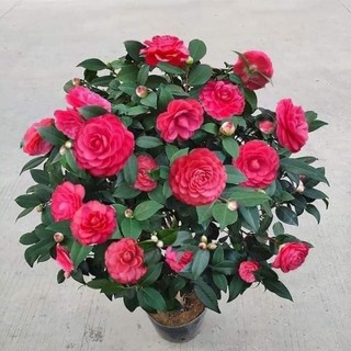 [khỏe_đẹp]---GIỐNG CÂY TRÀ TỨ QUÝ hoa đỏ đang nụ hoa