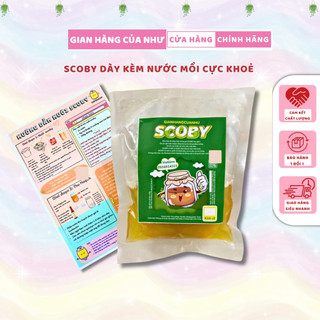 Scoby làm trà Kombucha,con giống Kombucha kèm nước mồi, con giống làm trà Kombucha
