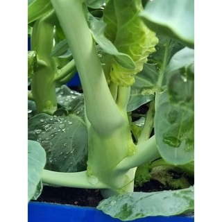 HẠT GIỐNG CẢI RỔ( CẢI NGỒNG LÀN)