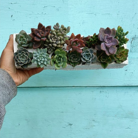 Sen đá size vỉ 14 cây tùy chọn 7 sen đài và 7 sen cành