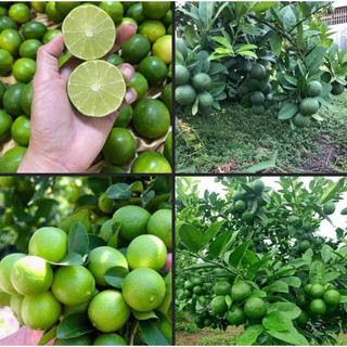 Cây Giống Chanh Tứ Quý không hạt siêu quả