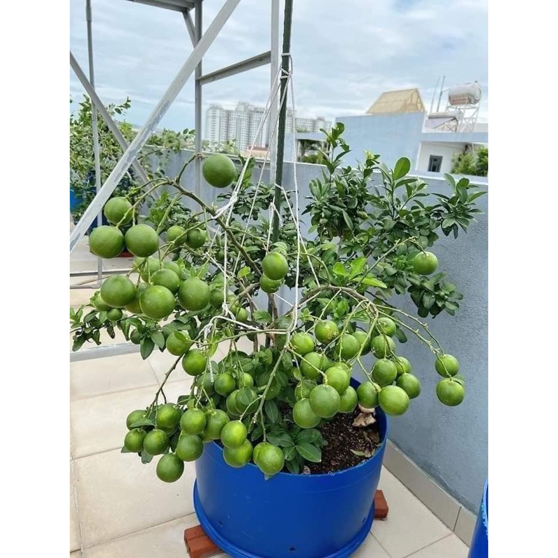 Cây Giống Chanh Tứ Quý không hạt siêu quả