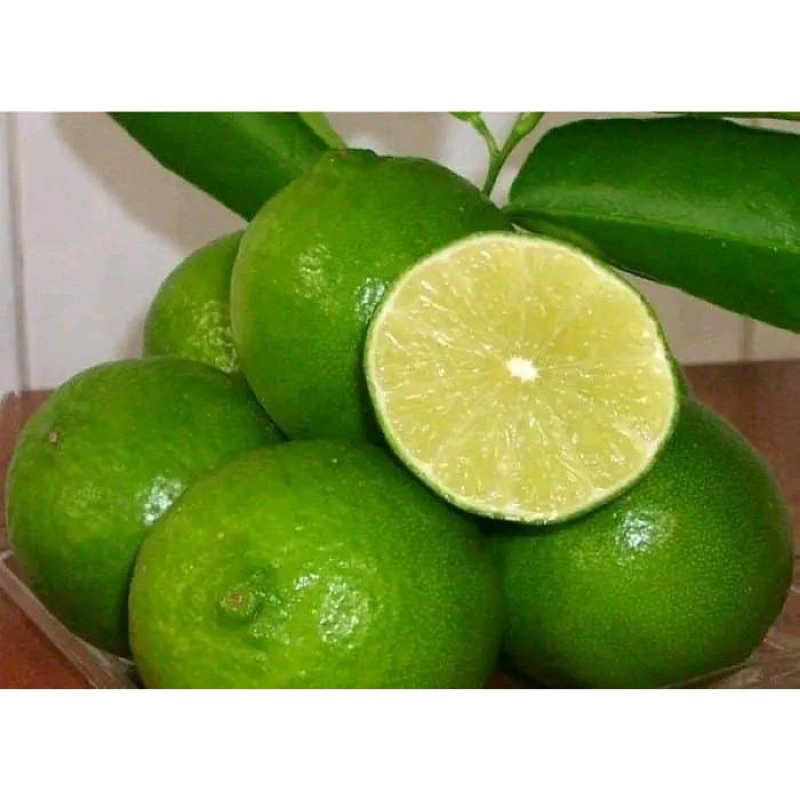 Cây Giống Chanh Tứ Quý không hạt siêu quả