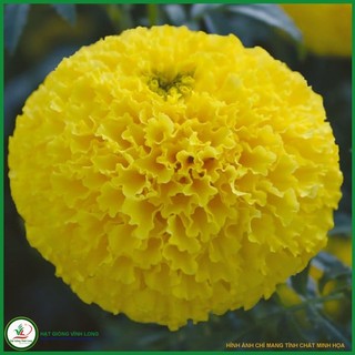 Hạt giống hoa Vạn thọ Mỹ cao lỡ F1 - Vàng chanh - 25 hạt