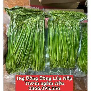 ⚡️1kg đòng đòng lúa nếp đã bóc ủ rựu hút chân không gửi xa toàn quốc