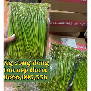 Đòng đòng lúa nếp cái hoa vàng vùng trung du tây bắc đóng gói 1kg