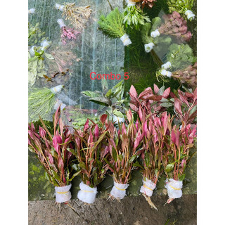 Combo 5 huyết tâm lan-100k/5 phần