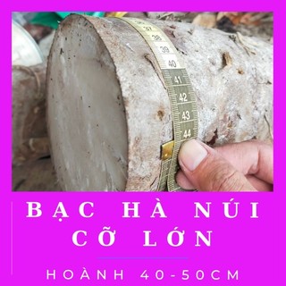 1kg Củ bạc hà núi CỠ LỚN - Lâu năm - Trên núi cao