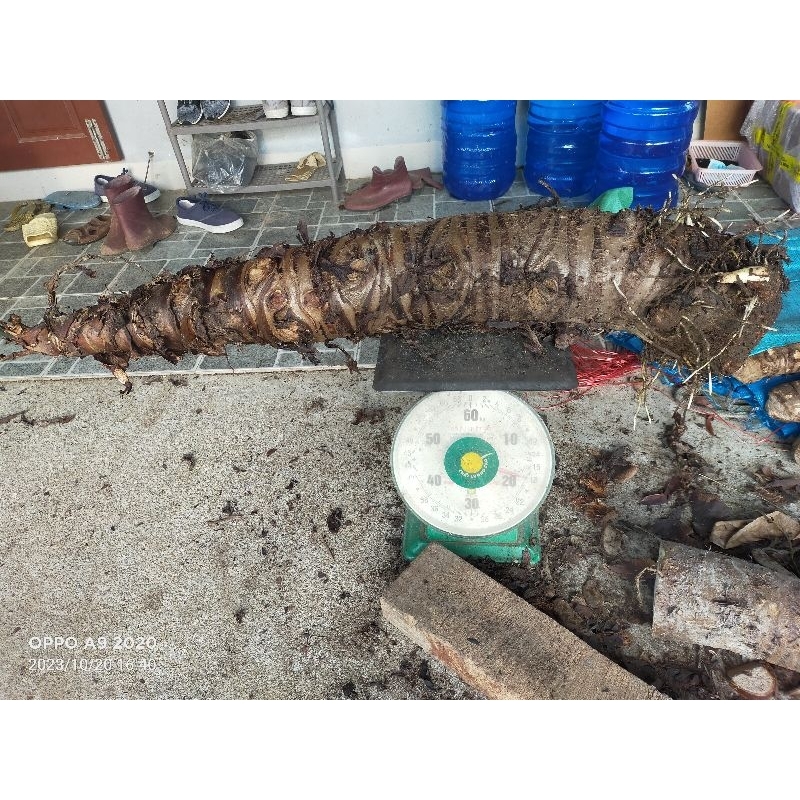 1kg Củ bạc hà núi CỠ LỚN - Lâu năm - Trên núi cao