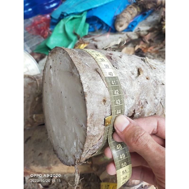 1kg Củ bạc hà núi CỠ LỚN - Lâu năm - Trên núi cao