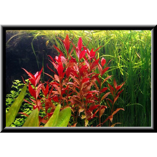 COMBO 5 HUYẾT TÂM LAN-120K/5 PHẦN