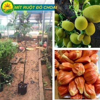 Cây giống mít ruột đỏ indo choai cao 1m_1m2 cây rất đẹp