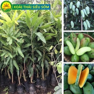 CÂY GIỐNG XOÀI THÁI XANH HẠT LÉP CAO 80_1M BẦU XƠ DỪA CHUẨN GIỐNG F1 CÂY GHÉP NHANH QUẢ