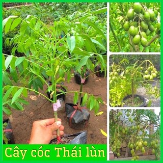 CÂY GIỐNG CÓC THÁI LÙN CAO 30CM 6 THÁNG CHO QUẢ(tặng kèm túi phân bón)