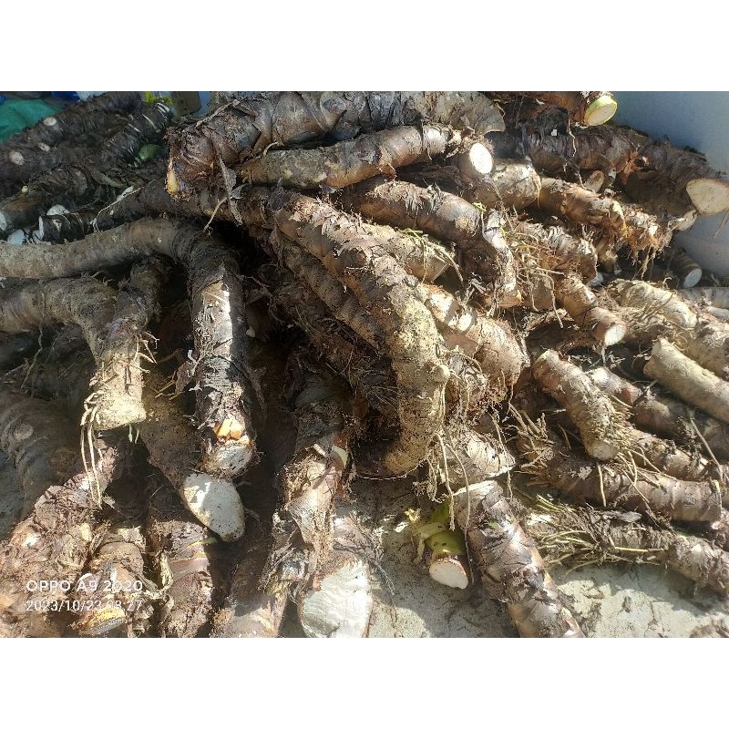 1kg Củ bạc hà núi CỠ LỚN - Lâu năm - Trên núi cao