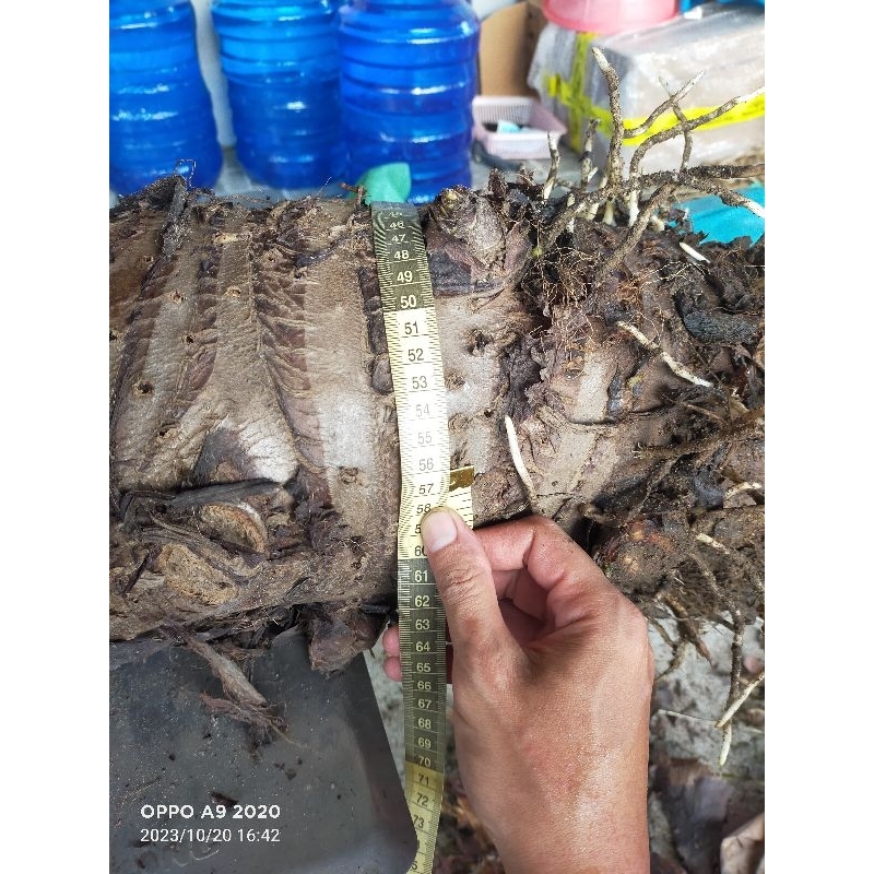 1kg Củ bạc hà núi CỠ LỚN - Lâu năm - Trên núi cao