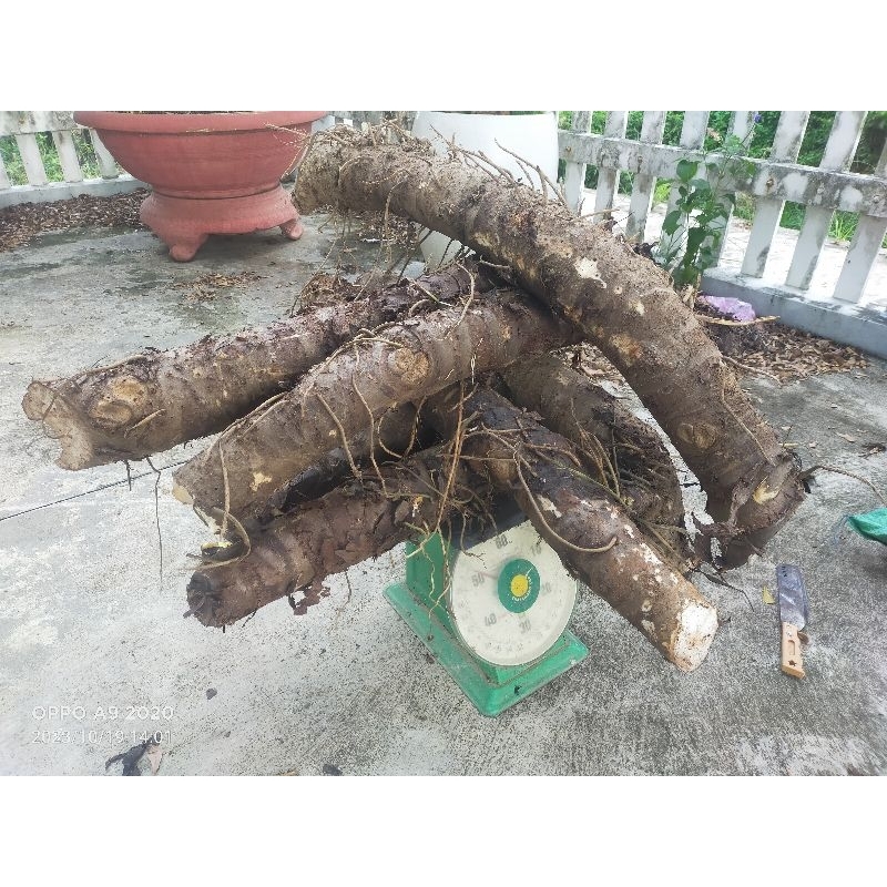 1kg Củ bạc hà núi CỠ LỚN - Lâu năm - Trên núi cao