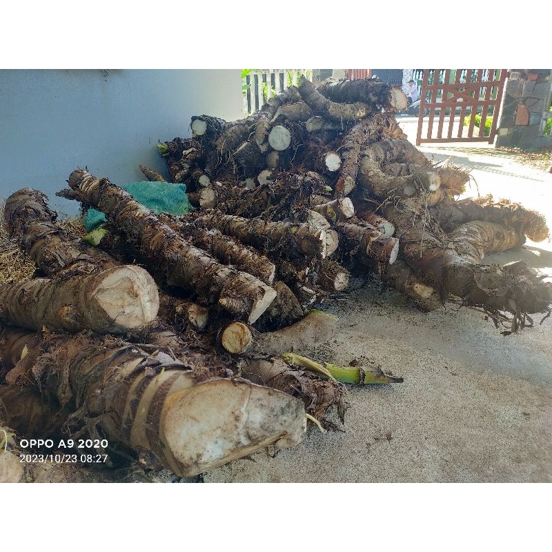 1kg Củ bạc hà núi CỠ LỚN - Lâu năm - Trên núi cao