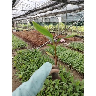 COMBO 3 CÂY CHUỐI ĐỎ DÒNG CẤY MÔ