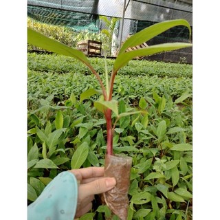 COMBO 3 CÂY CHUỐI ĐỎ DÒNG CẤY MÔ