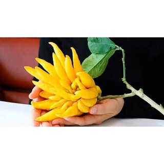 Cây giống phật thủ siêu trái (chuẩn giống siêu sớm)