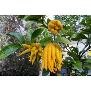 Cây giống phật thủ siêu trái