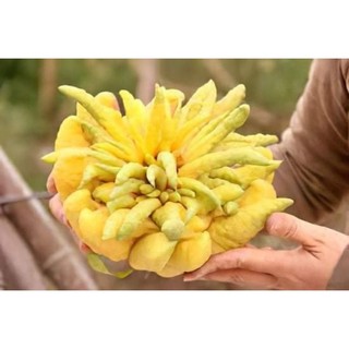Cây giống phật thủ siêu trái (chuẩn giống siêu sớm)
