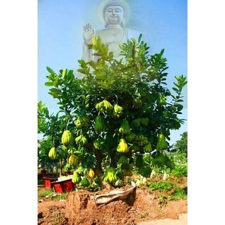 Cây giống phật thủ siêu trái (chuẩn giống siêu sớm)